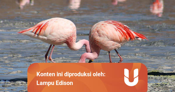 Warna Asli Tubuh Flamingo Bukan Pink kumparan com Warna Asli Tubuh Flamingo Bukan Pink kumparan com